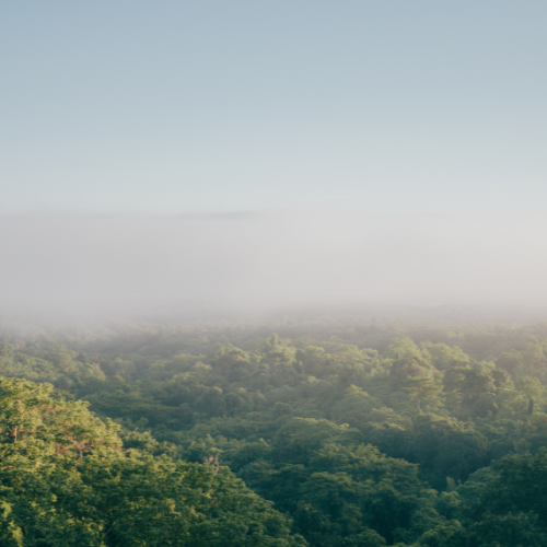 Environmental Wellness